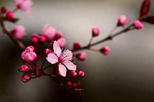 cherry_blossom_by_raylau-d4ve992