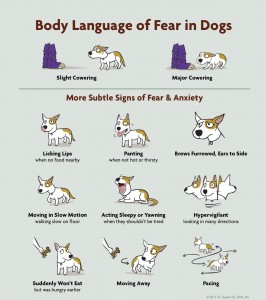 dog-body-language copy