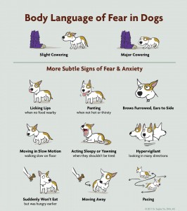 how do you read a dogs body language